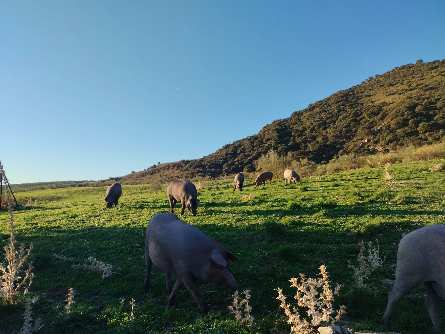 Cerdos ibéricos al aire libre en el paisaje de Maraver